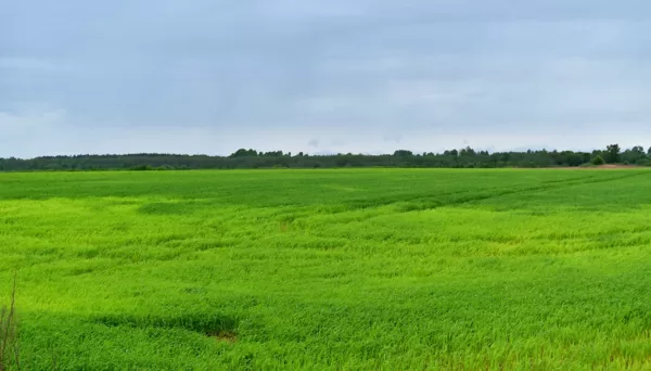 Pārgājiens gar Daugavu uz Rīgu. 